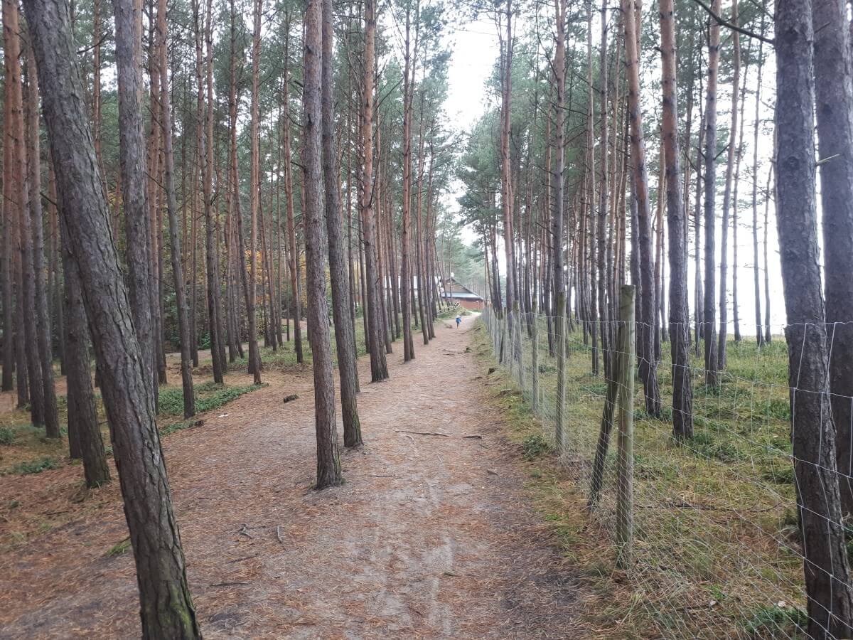 Pine forest by the Baltic Sea